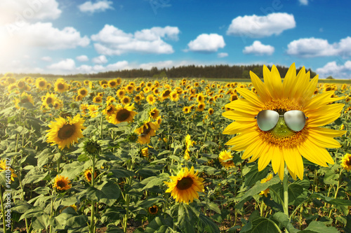 Sonnenblume mit Sonnenbrille