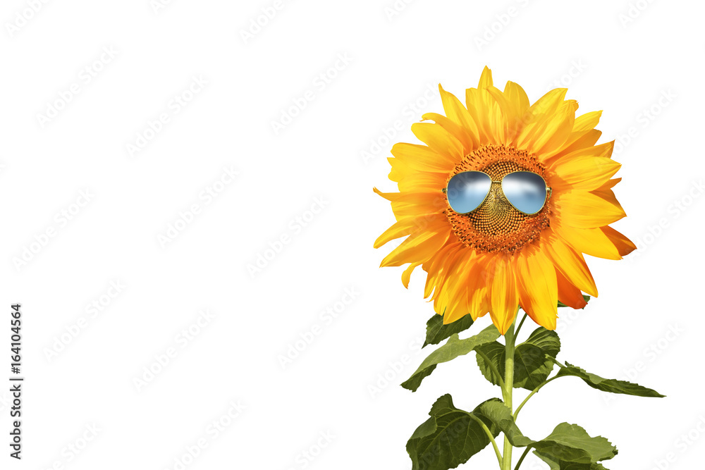 Obraz premium Sonnenblume mit Sonnenbrille auf weissem Hintergrund