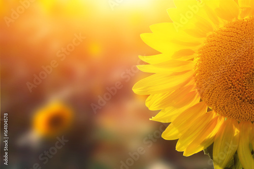 Fototapeta Naklejka Na Ścianę i Meble -  Wunderschöne Sonnenblume