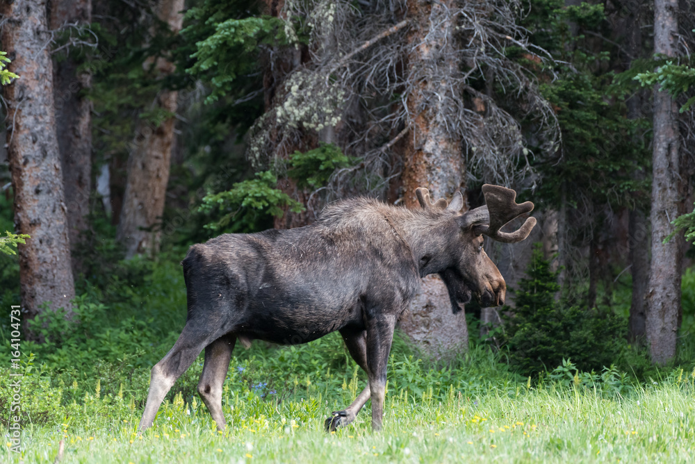 Shiras Moose of The Colorado Rocky Mountains