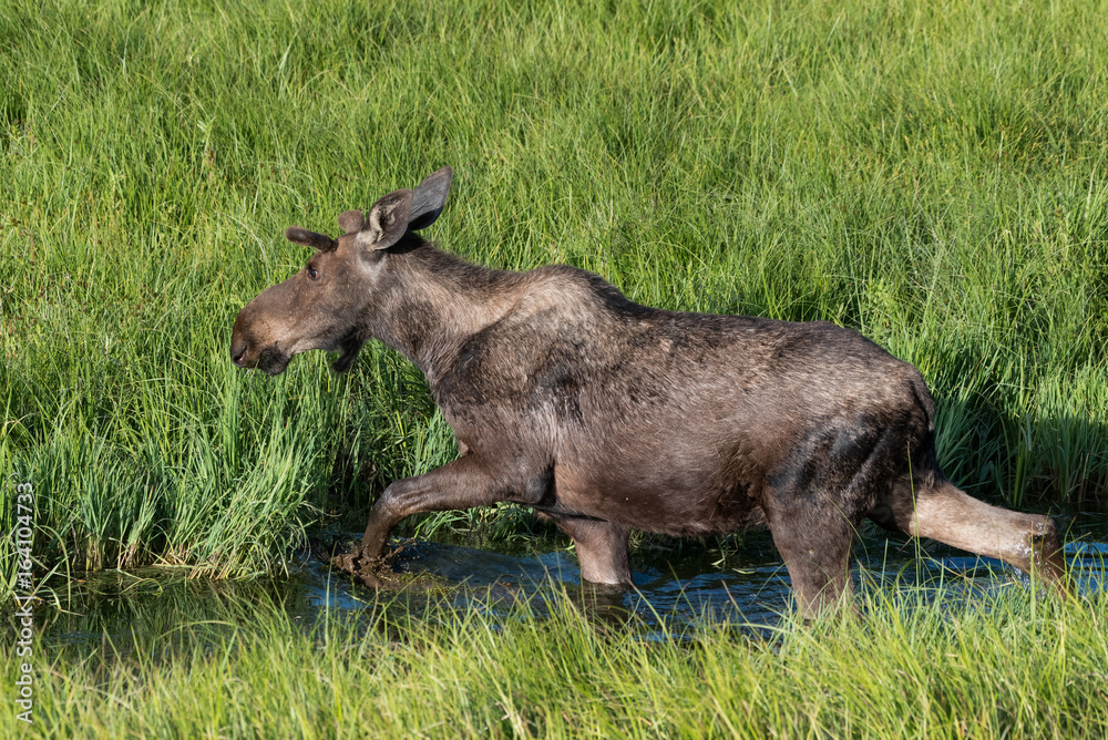 Fototapeta premium Shiras Moose of The Colorado Rocky Mountains