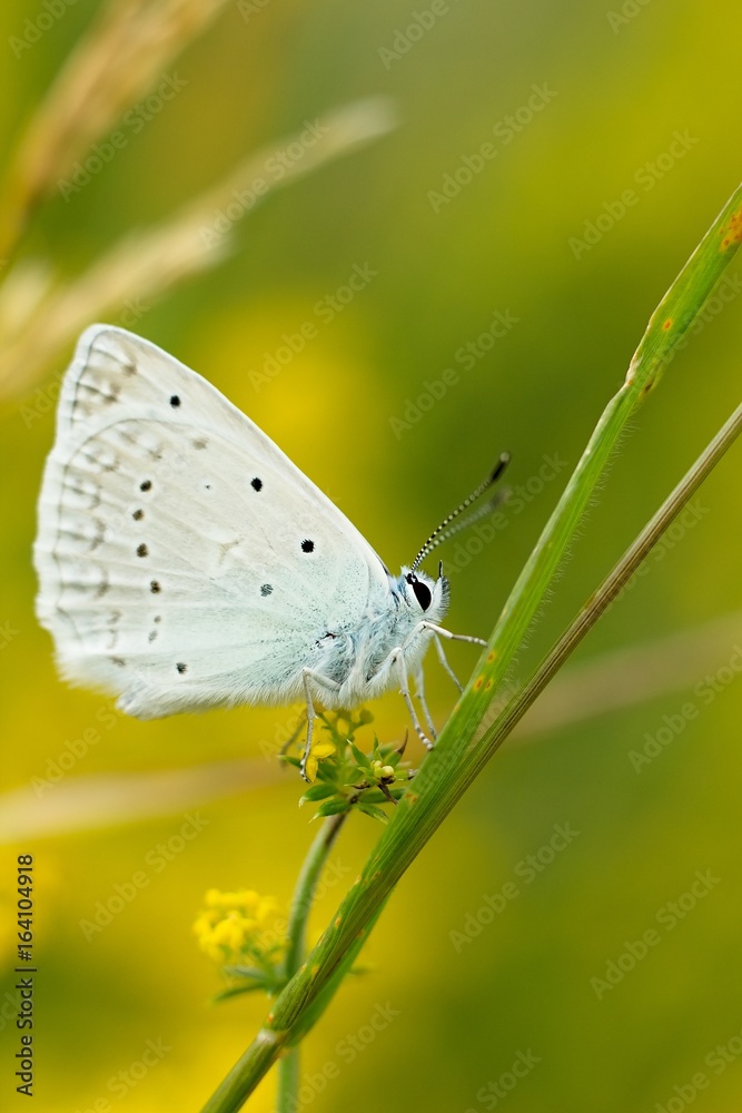 Celastrina argiolus Celastrina argiolus