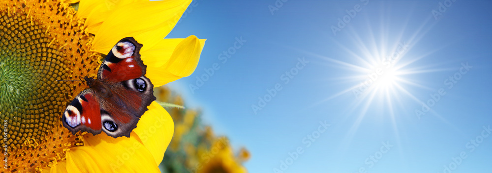 Naklejka premium Wunderschöne Sonnenblume mit einem Schmetterling