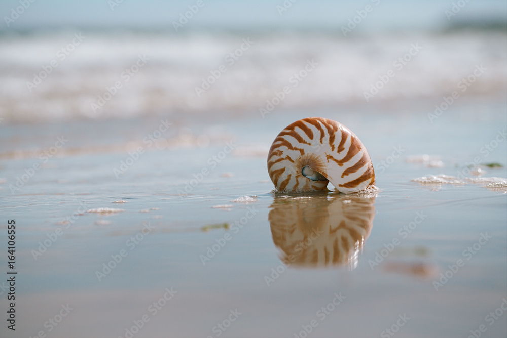 British summer beach with nautilus pompilius sea shell British summer beach with nautilus pompilius sea shell