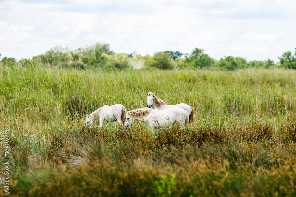 Obraz premium wild white horse of the Camargue, France, 