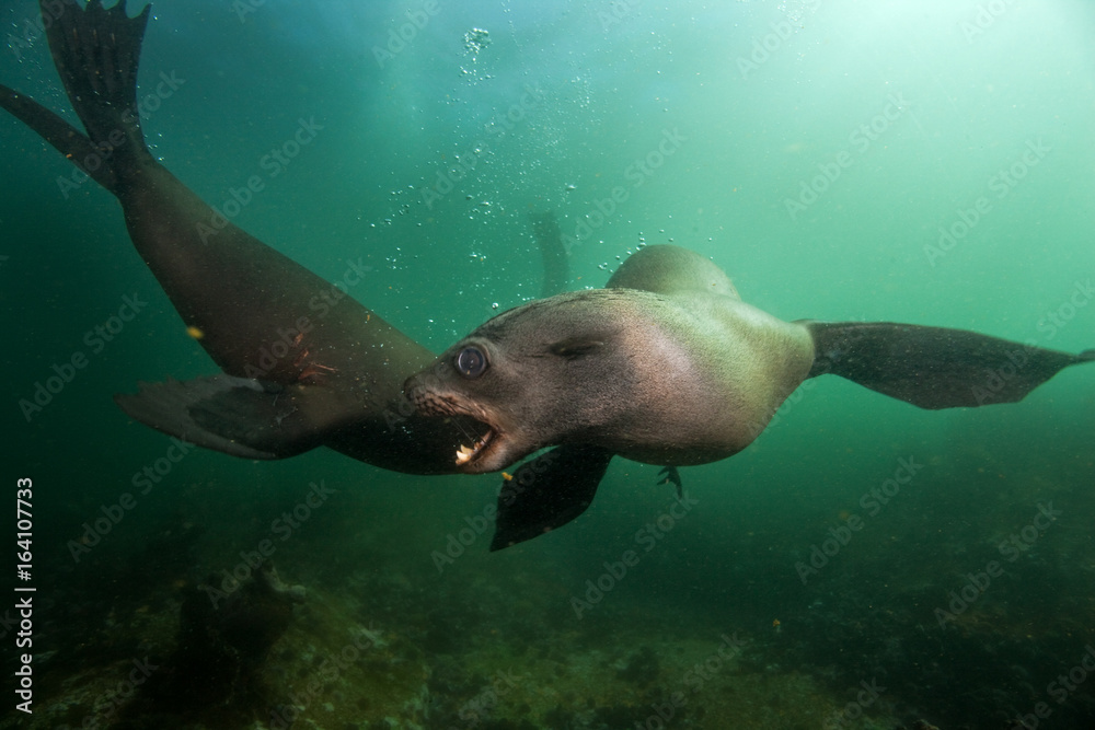 Naklejka premium brown fur seal, arctocephalus pusillus, South Africa