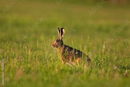 european hare, lepus europaeus, Czech republic © prochym
