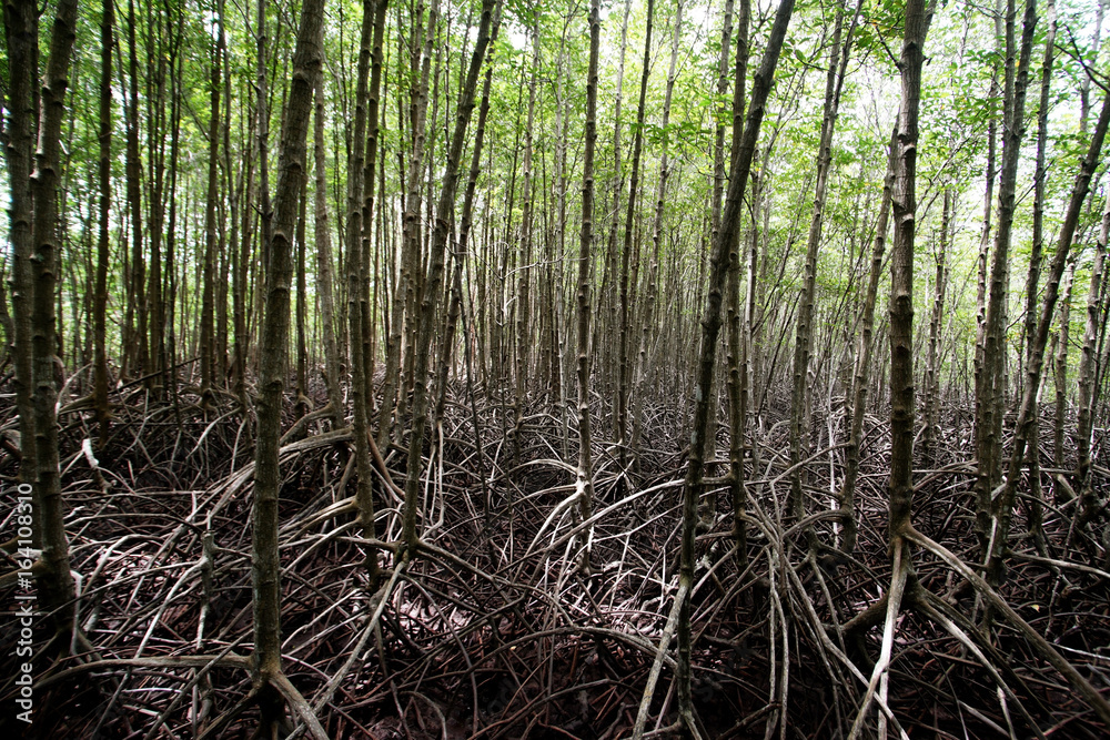 Stilt Roots Inrainforest Stilt Root Of Mangrove