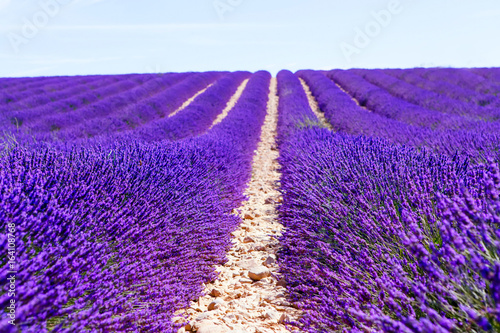 Blooming lavender fields near Valensole in Provence, France.