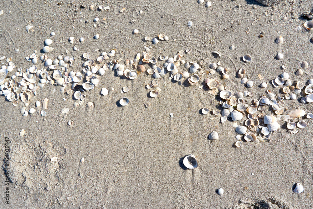 group of white sea shells on beach group of white sea shells on beach