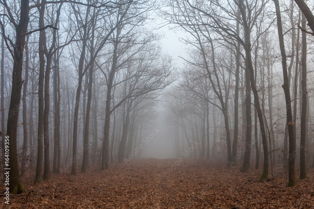 Obraz premium Forest road in mysterious fog