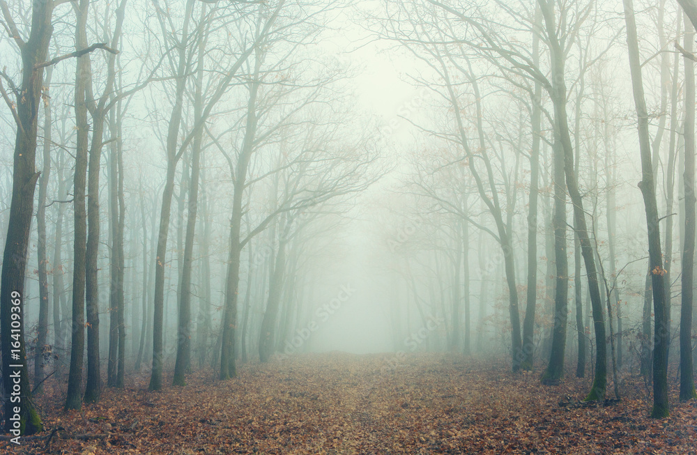 Obraz premium Mysterious forest in fog
