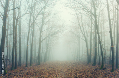 Mysterious forest in fog © andras_csontos