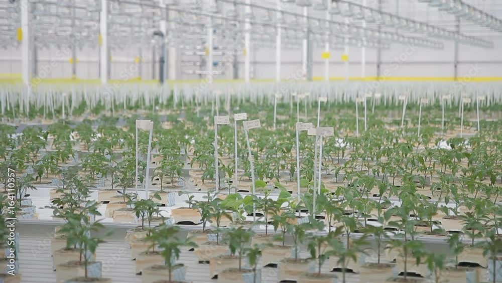 Young tomato seedlings grow in greenhouse on hydroponics in agroholding. Green plants in pots are cultivated in warm lighted premise equipped with modern technologies that allow growing vegetable Young tomato seedlings grow in greenhouse on hydroponics in agroholding. Green plants in pots are cultivated in warm lighted premise equipped with modern technologies that allow growing vegetable