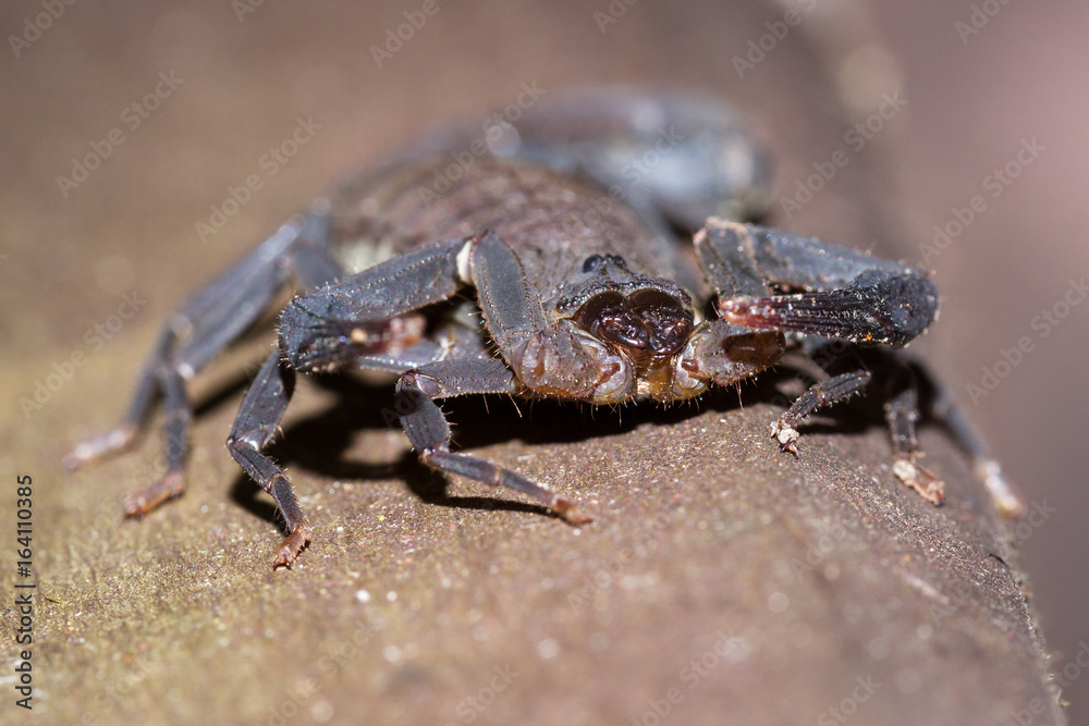 scorpion in Costa Rica