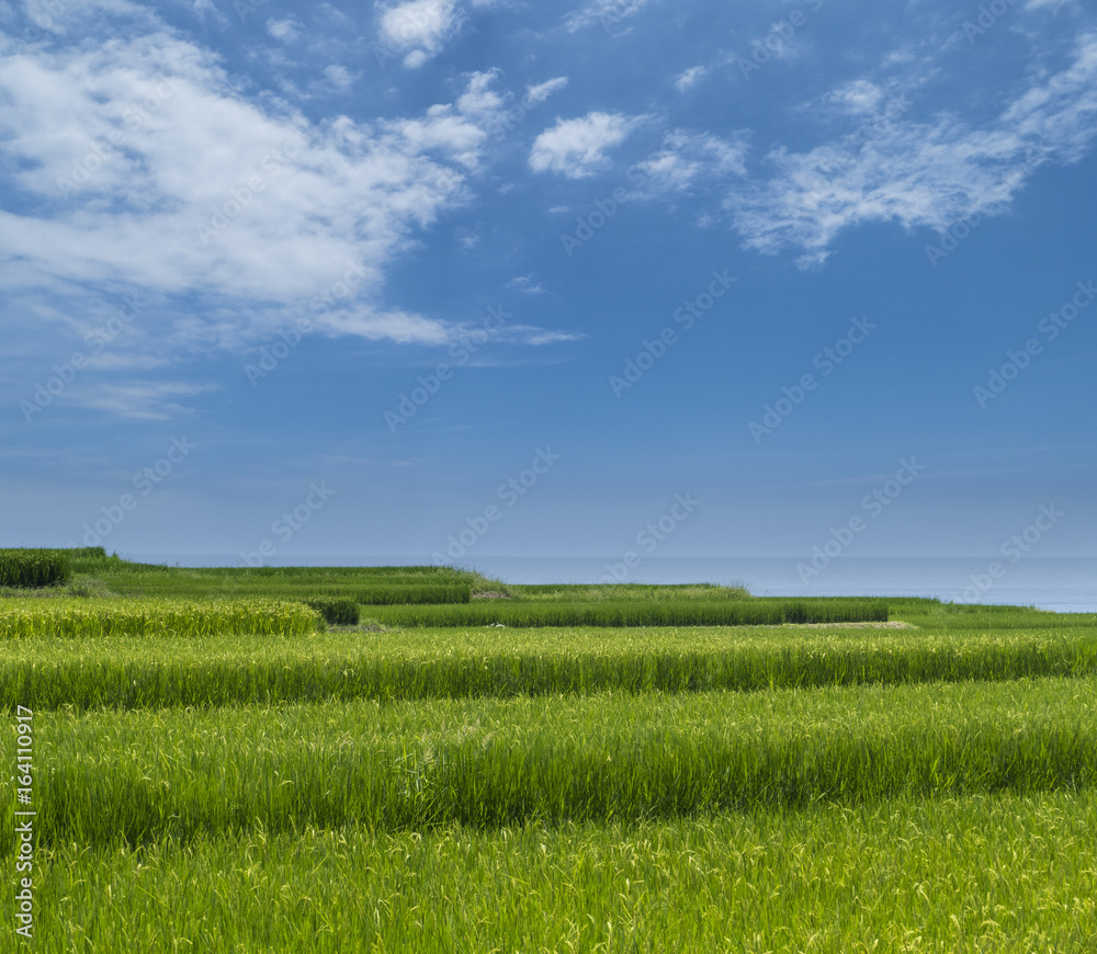 beacutiful sunny day with sea, flower of paddy beacutiful sunny day with sea, flower of paddy