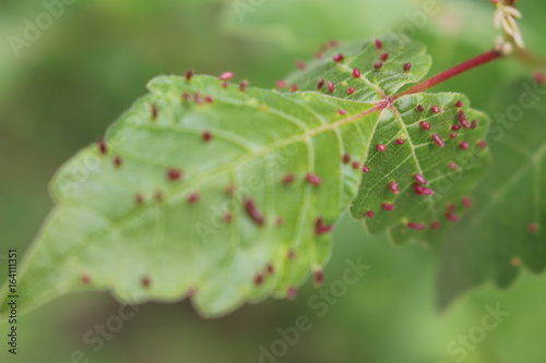 Insect eggs on leaf