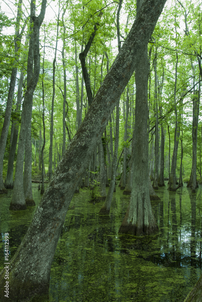 Obraz premium Cypress Swamp, Natchez Trace, MS