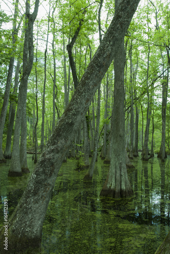 Cypress Swamp  Natchez Trace  MS
