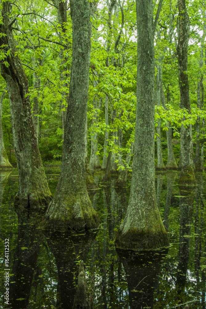 Cypress Swamp, Natchez Trace, MS Cypress Swamp, Natchez Trace, MS