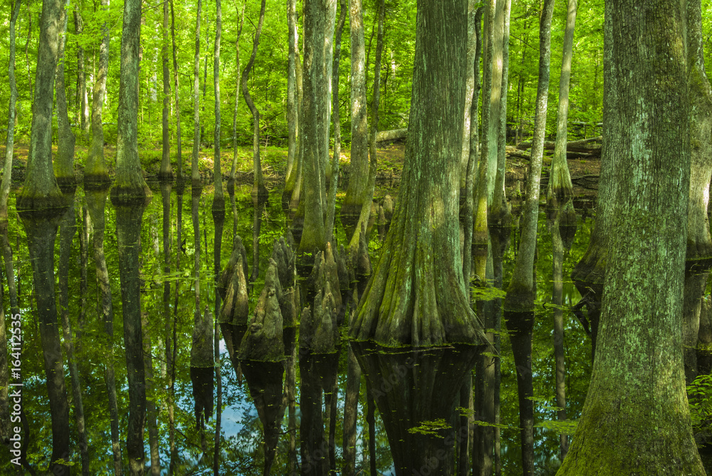 Cypress Swamp, Natchez Trace, MS Cypress Swamp, Natchez Trace, MS