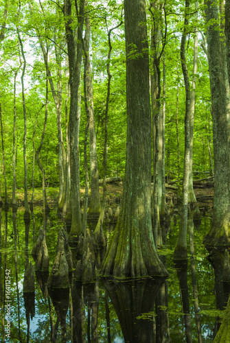 Cypress Swamp, Natchez Trace, MS