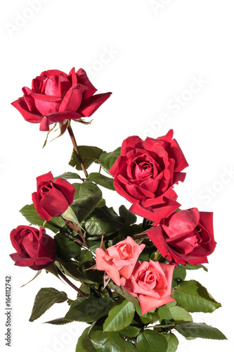 Bouquet of roses isolated on a white background