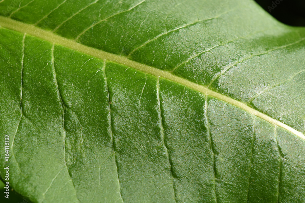 Detail of glossy green leaf Detail of glossy green leaf