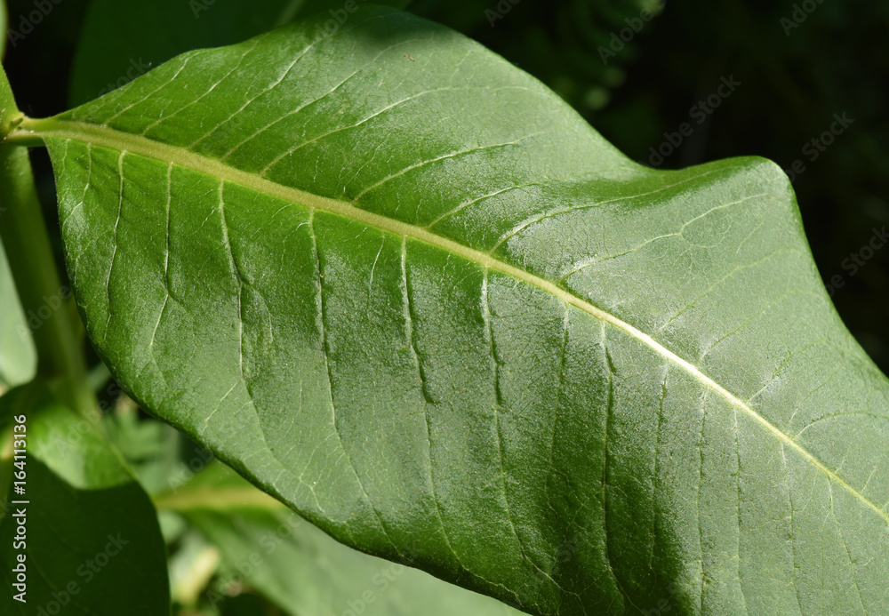 Detail of glossy green leaf Detail of glossy green leaf