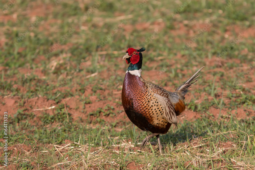 Fototapeta premium pheasant