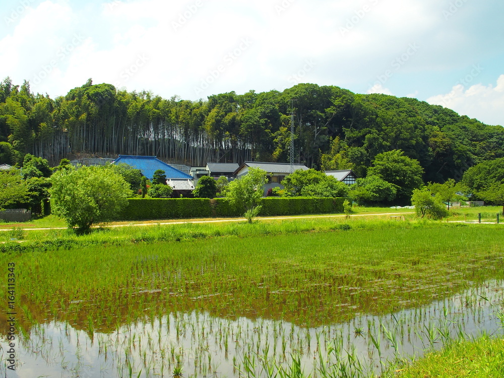 Naklejka premium 初夏の里山風景