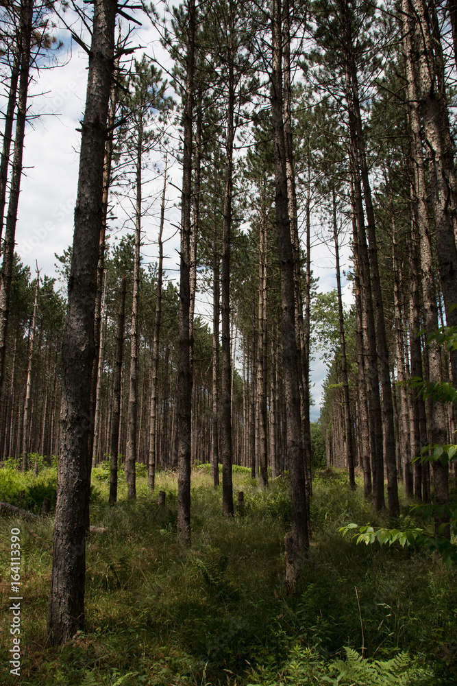 Fototapeta premium Forest