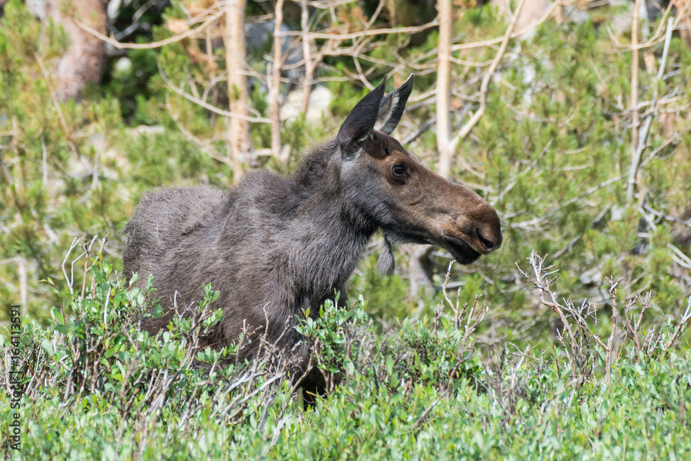 Cow Moose in The Colorado Rocky Mountains Cow Moose in The Colorado Rocky Mountains