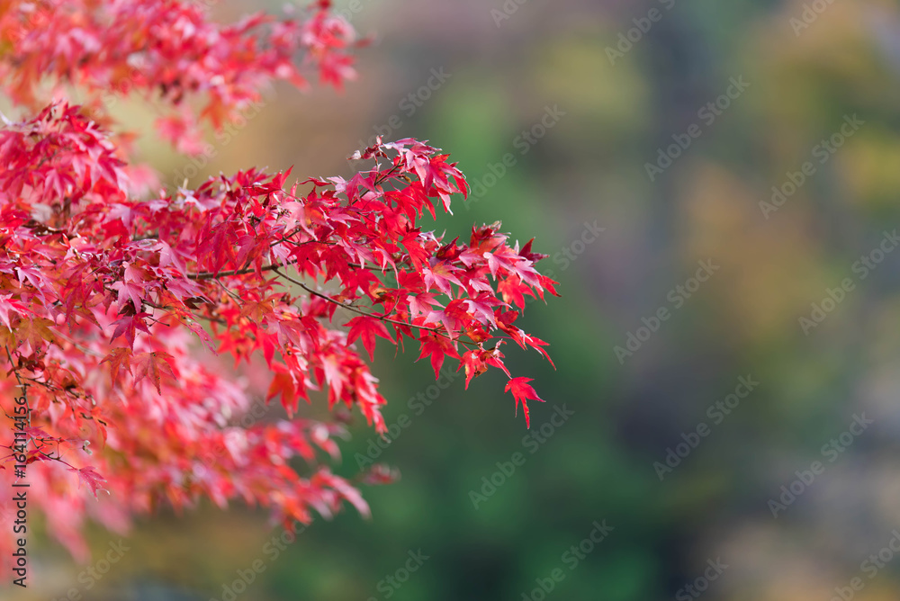 red leaves of autumn red leaves of autumn