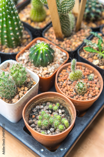 Cactus on wooden background  Cactus in pot background.Many cactus in pot