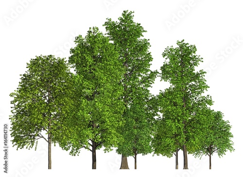 Group of trees isolated on white 3d illustration © vik173