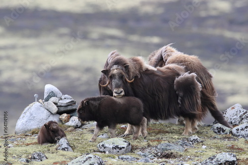 Muskox in Dovrefjell national park, Norway photo