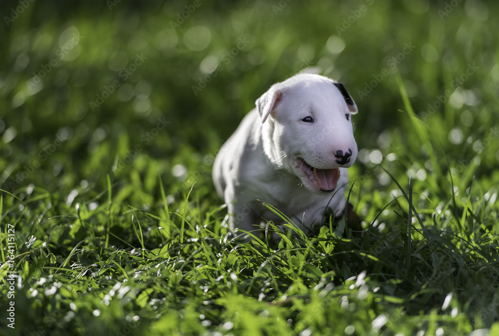 White puppy with light of sunset