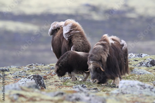 Muskox in Dovrefjell national park, Norway photo