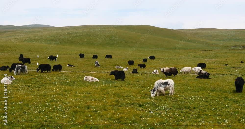 4k a flock of yak on the Prairie,China plateau scenery. 4k a flock of yak on the Prairie,China plateau scenery.