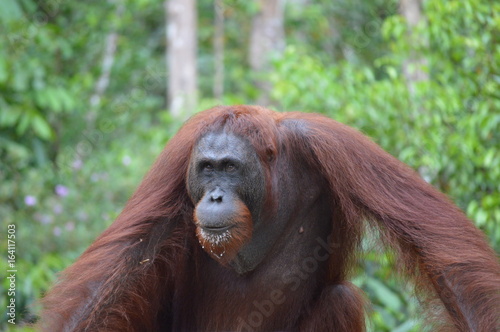 Orangutan