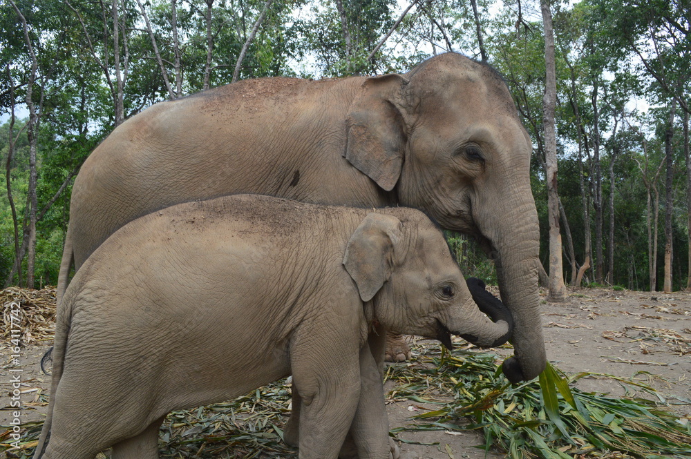 Naklejka premium Elephant