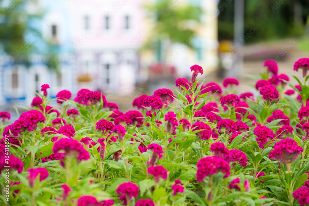 Fototapeta premium Pink cockscomb flowers in the garden blur background