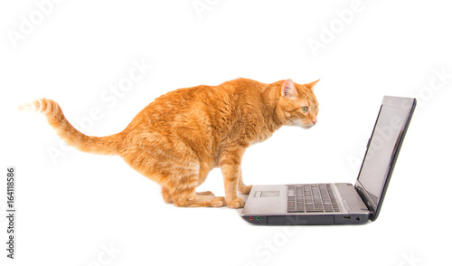 Ginger tabby cat staring at a laptop screen, on white background © pimmimemom