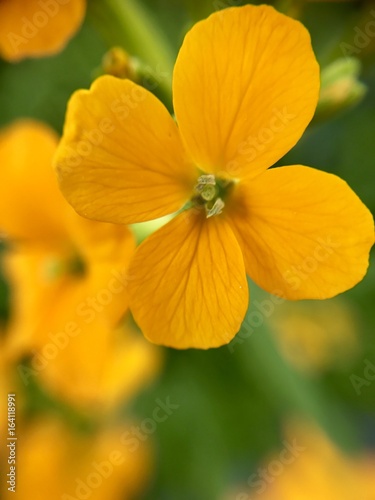 Yellow flower