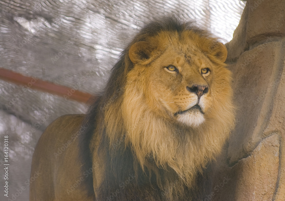 Obraz premium Big Cat, Male Lion