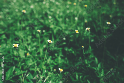 Small flowers and grass on sunny day.