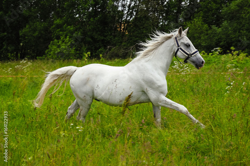 graceful white horse in a field © Seroma72