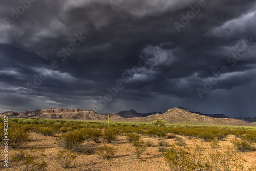 Cactus park before rain under a stormy sky photo