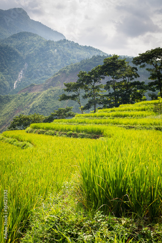 Sapa rice fields © Michael